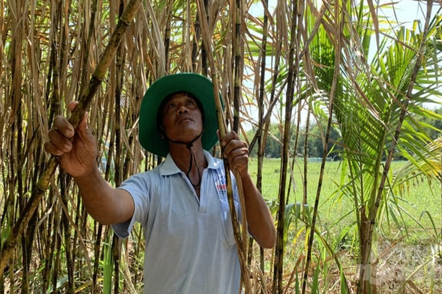 Giá mía lập đỉnh - vùng nguyên liệu hồi sinh