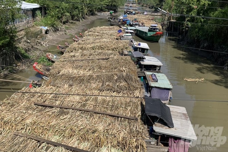 Giá mía lập đỉnh - vùng nguyên liệu hồi sinh