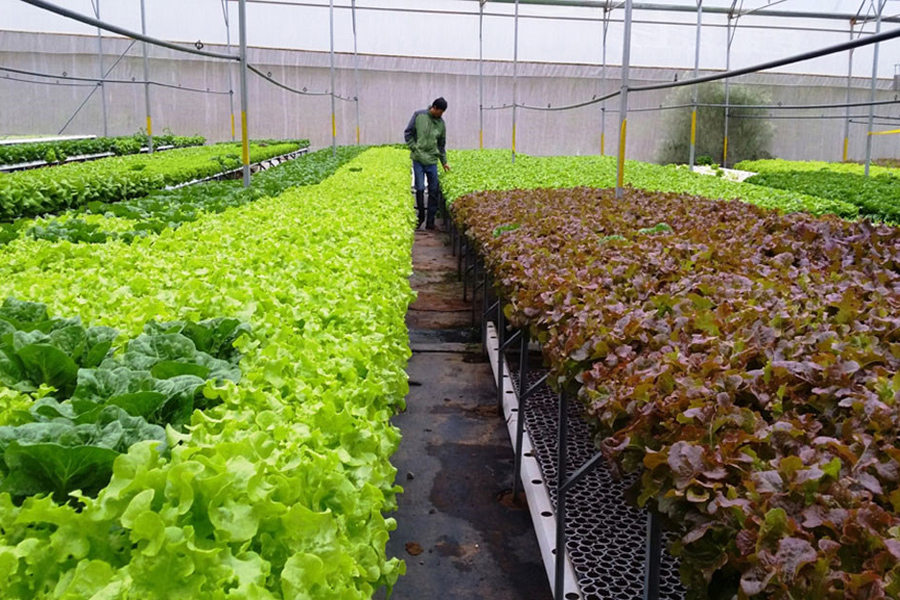 Giá rau củ giảm vẫn bán chậm khiến nhà vườn Đà Lạt lo lắng