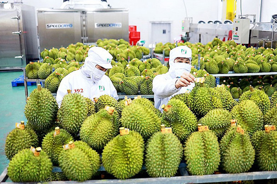 Gía sầu riêng tăng vọt gần 1 triệu đồng/trái dịp gần Tết