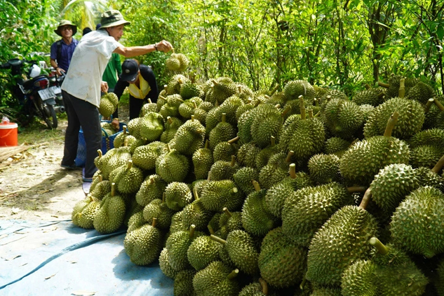 Gía sầu riêng tăng vọt gần 1 triệu đồng/trái dịp gần Tết