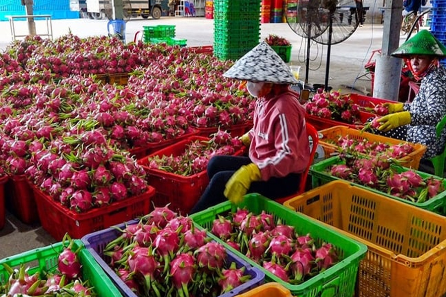 Giá thanh long tăng dịp cận Tết, nông dân phấn khởi