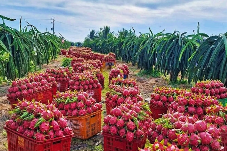 Giá thanh long tăng dịp cận Tết, nông dân phấn khởi