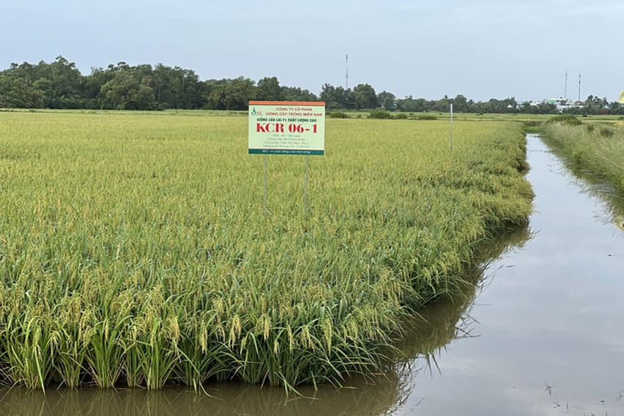 Giống lúa lai KCR06-1 thách thức trước biến đổi khí hậu vùng ĐBSCL