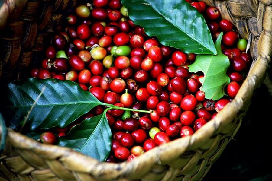 Hà Lan tăng mua cà phê từ thị trường Việt Nam