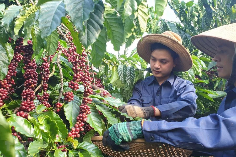 Hôm nay giá cà phê tăng lên ngưỡng 76.000 đồng/kg