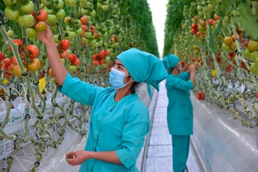 Khoảng 3.000 mã nông sản được phép xuất khẩu sang Trung Quốc