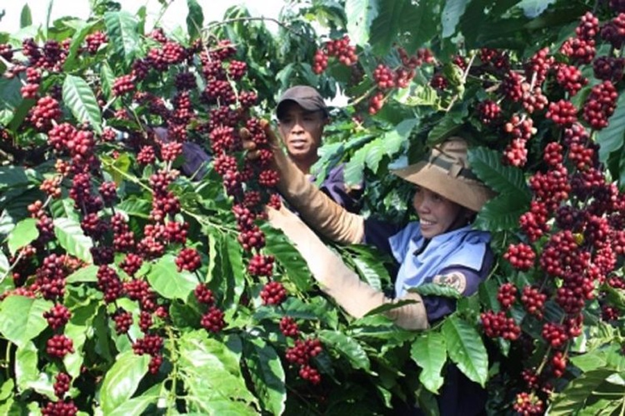 Kim ngạch xuất khẩu cà phê của Việt Nam năm 2023 đạt 4.24 tỷ USD