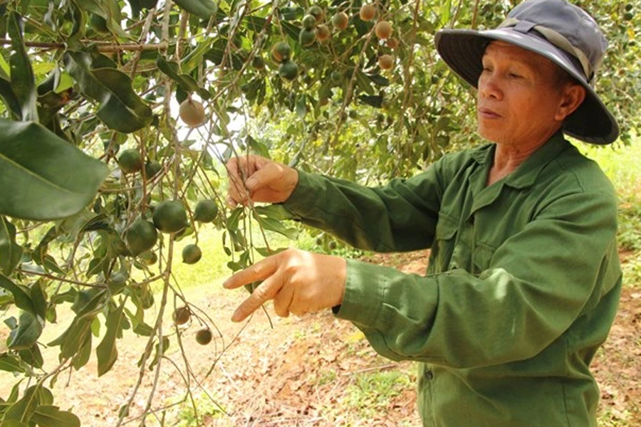 Lô mắc ca đầu tiên xuất khẩu chính ngạch sang Hàn Quốc