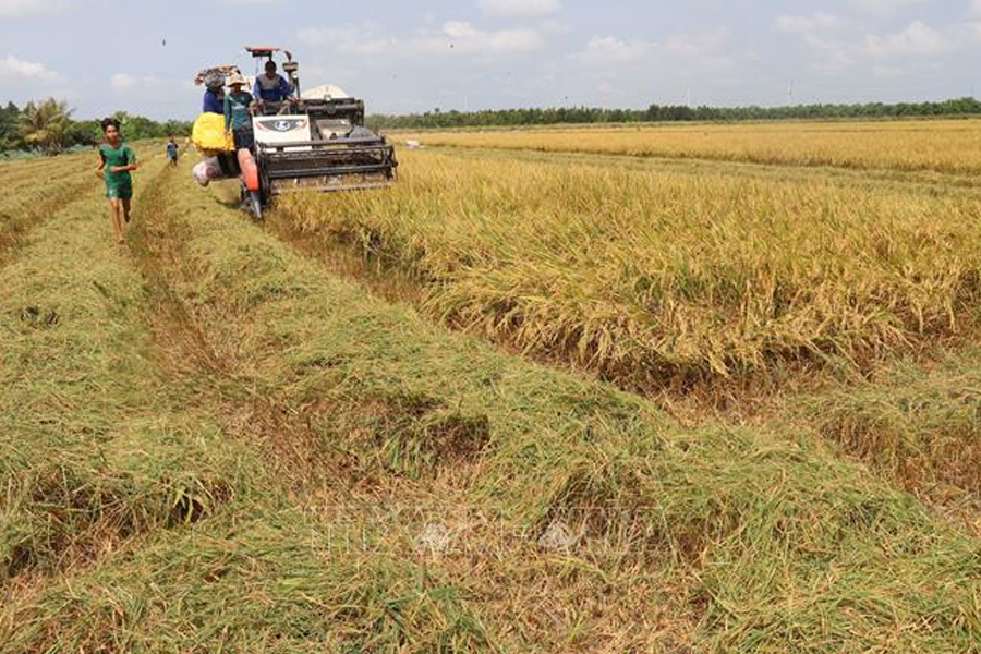 Lúa Đông Xuân sớm được giá cao