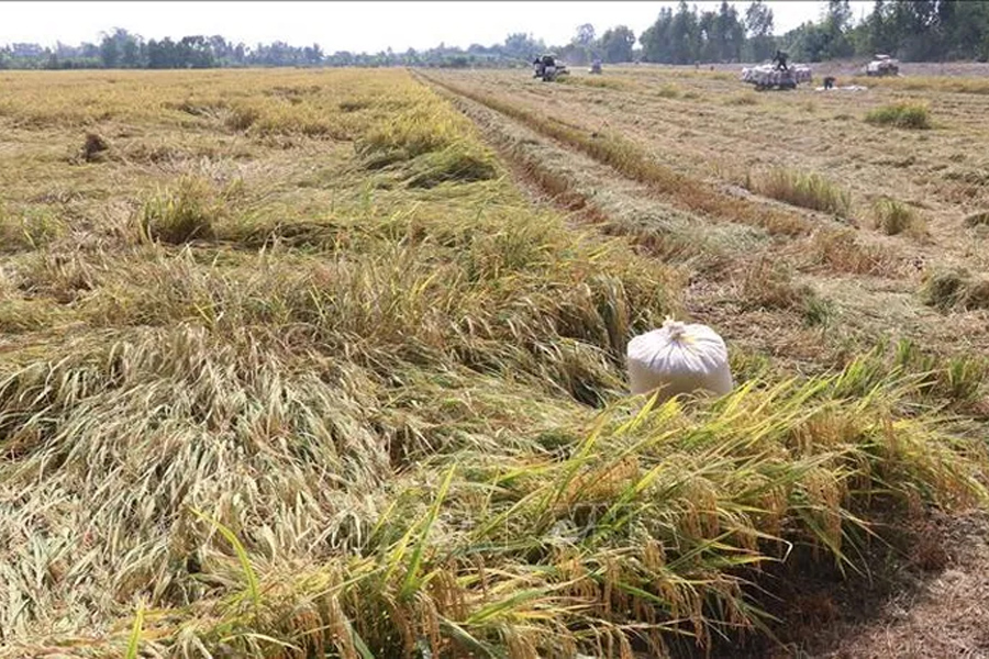 Lúa Đông Xuân sớm được giá cao