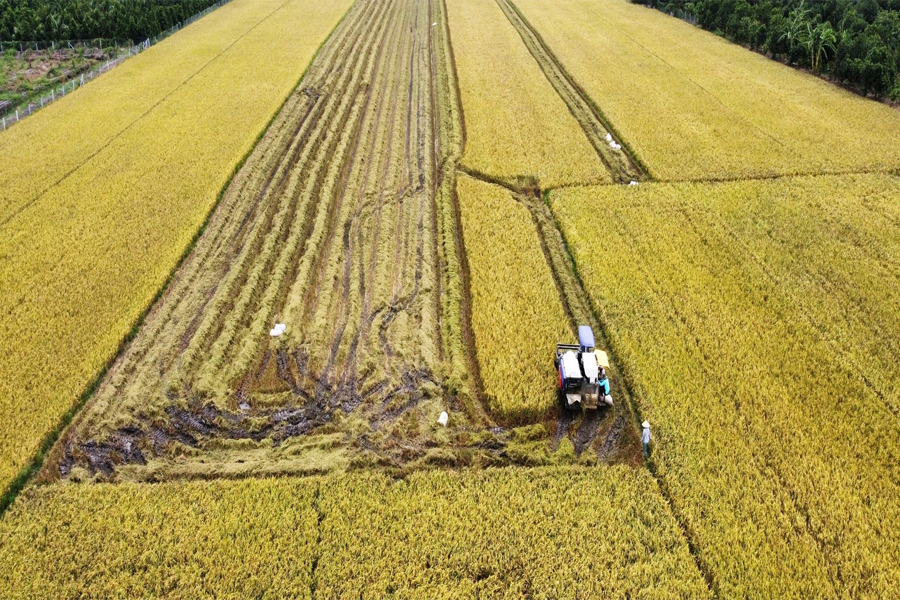 “Miền Tây có thể sản xuất 4 vụ lúa một năm”