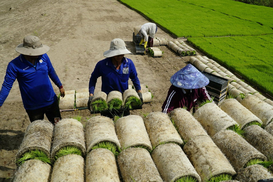“Miền Tây có thể sản xuất 4 vụ lúa một năm”