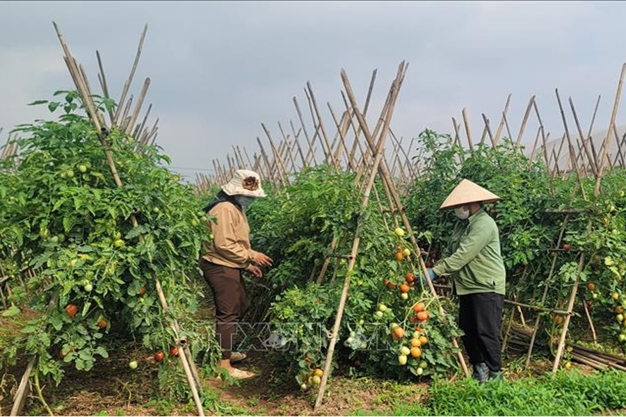Mô hình trồng rau màu ứng phó Biến đổi Khí hậu cho lợi nhuận kinh tế cao