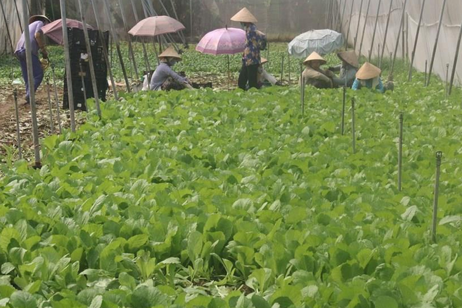 Mô hình trồng rau màu ứng phó Biến đổi Khí hậu cho lợi nhuận kinh tế cao