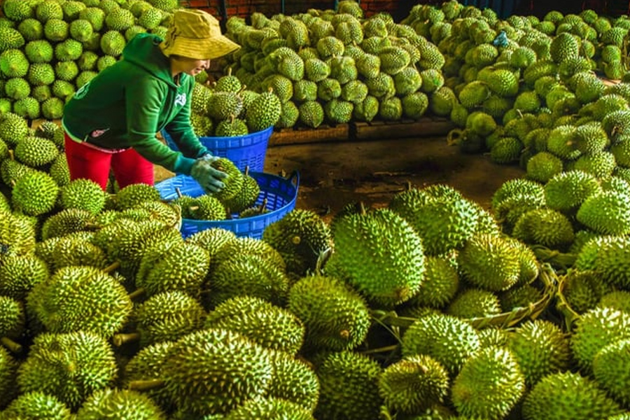 Những yếu tố thuận lợi khi xuất khẩu nông sản sang Trung Quốc