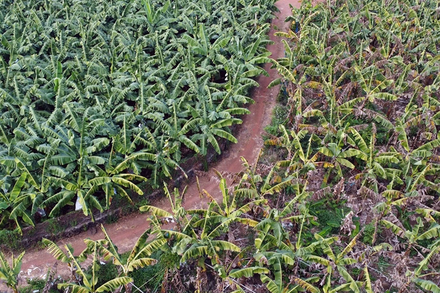 Nông dân kêu cứu vì vườn chuối suy kiệt, nghi do phân bón giả