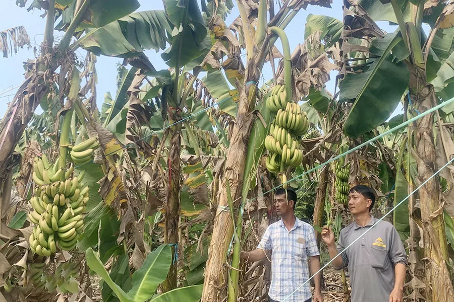 Nông dân kêu cứu vì vườn chuối suy kiệt, nghi do phân bón giả
