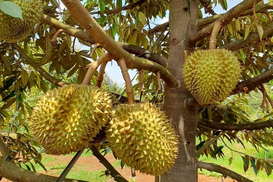 Sầu riêng Việt khiến sầu riêng Thái giảm mạnh thị phần