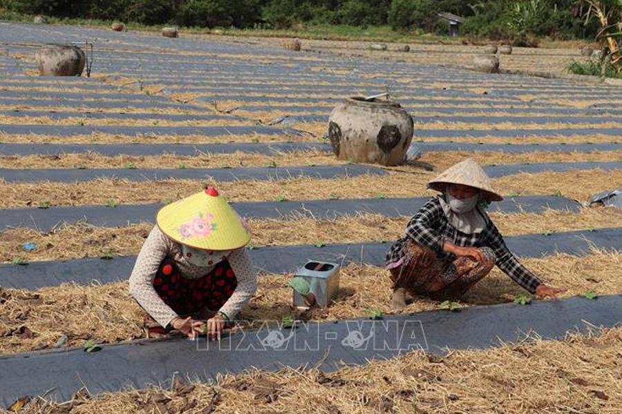 Tiền Giang xuống giống 23.700 ha rau màu phục vụ Tết