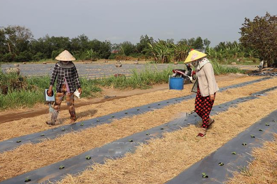 Tiền Giang xuống giống 23.700 ha rau màu phục vụ Tết