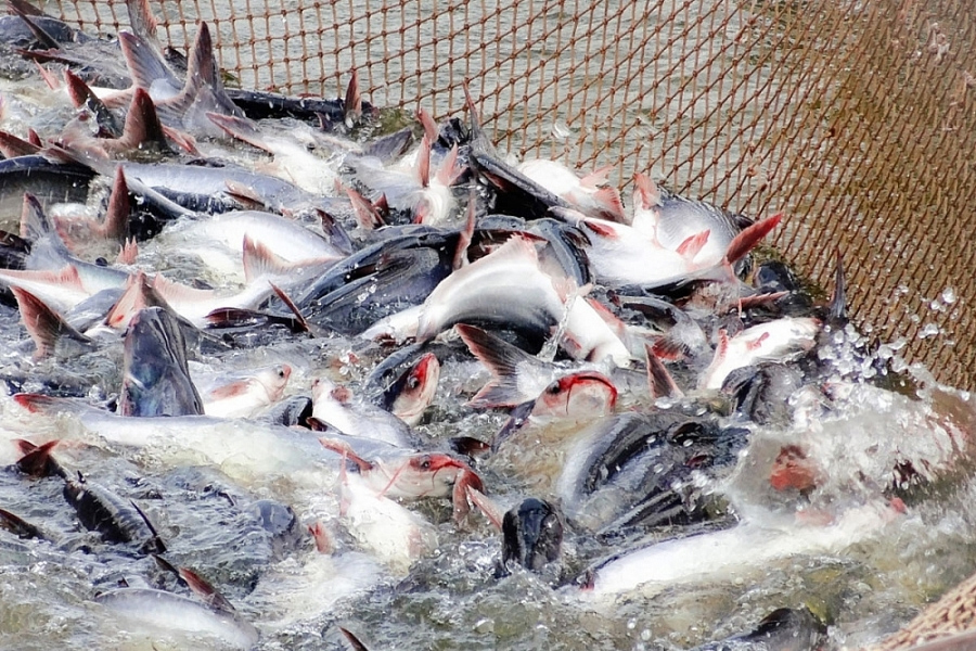 Việt Nam là thị trường cung cấp thủy sản lớn thứ 7 cho Canada