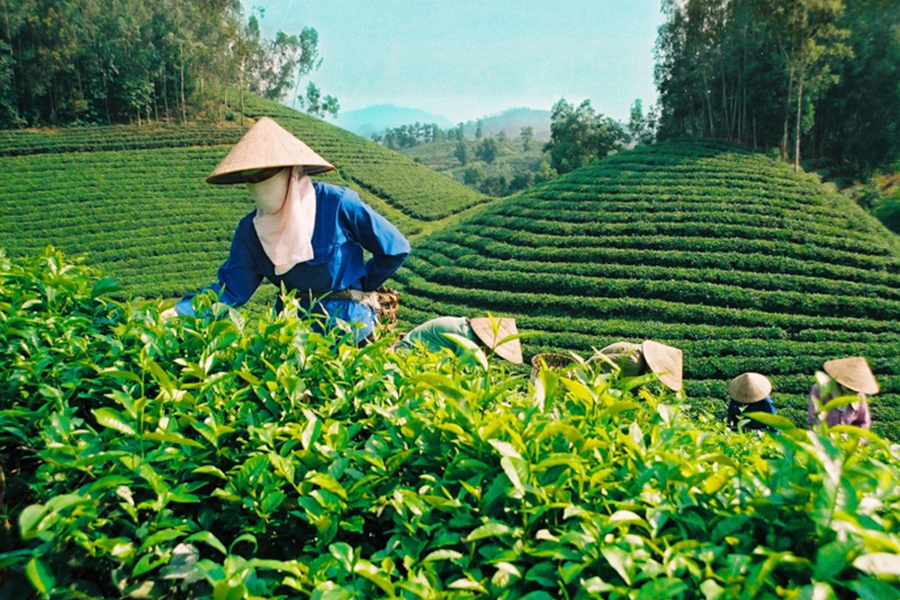 Xuất khẩu chè của Việt Nam thấp nhất 7 năm