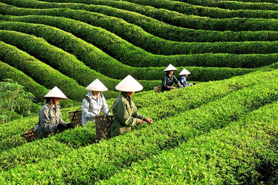 Xuất khẩu chè của Việt Nam thấp nhất 7 năm