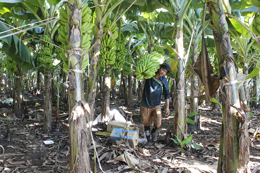 Xuất khẩu chuối gặp khó - Không chỉ riêng Việt Nam