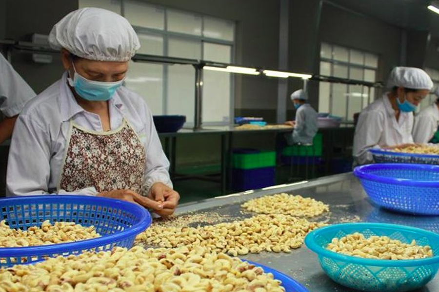 Xuất khẩu điều thu về 3.64 tỷ USD trong năm 2023