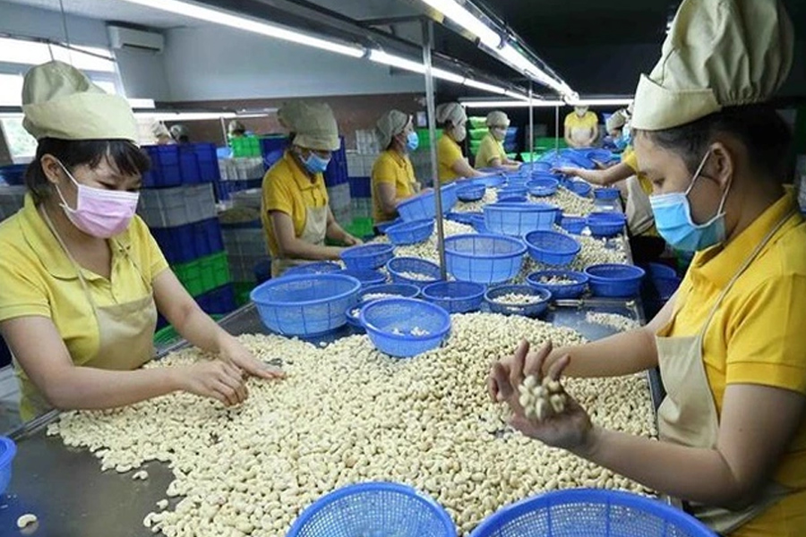 Xuất khẩu điều thu về 3.64 tỷ USD trong năm 2023