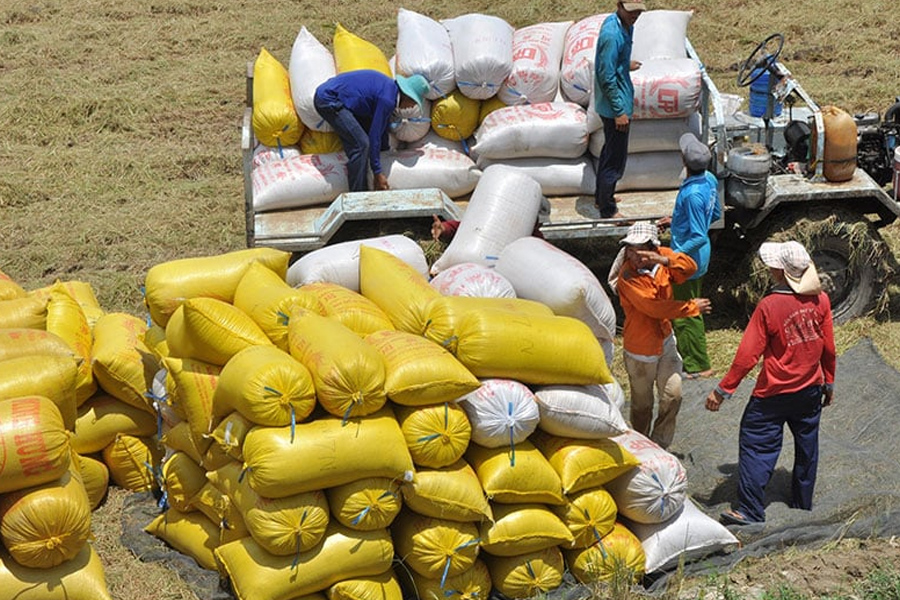 Xuất khẩu gạo có thể mang về hơn 5 tỉ USD