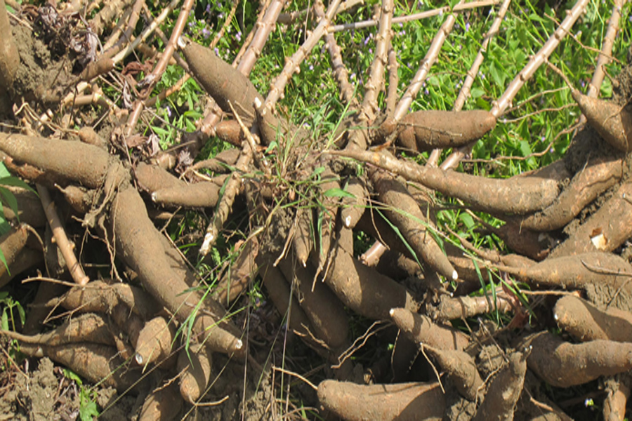 Xuất khẩu sắn và sản phẩm sắn thu về 1.3 tỷ USD trong năm 2023