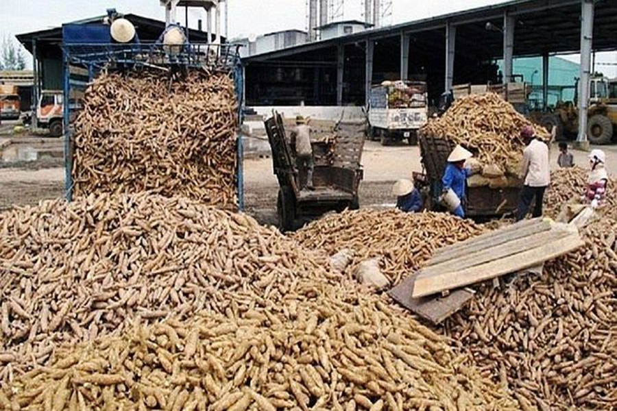 Xuất khẩu sắn và sản phẩm sắn thu về 1.3 tỷ USD trong năm 2023