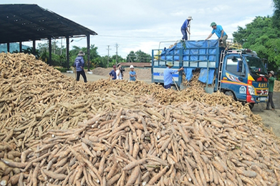 Xuất khẩu sắn và sản phẩm sắn thu về 1.3 tỷ USD trong năm 2023
