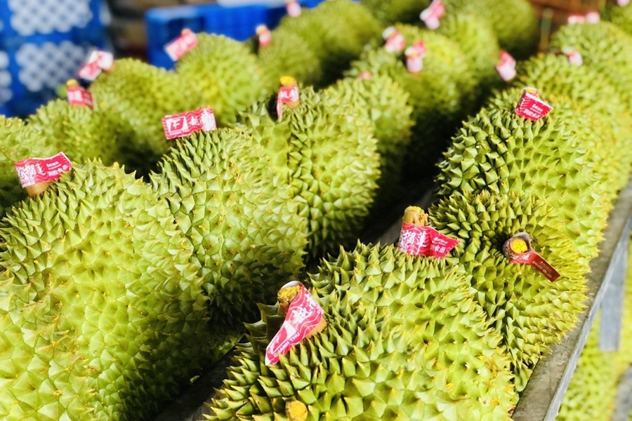 Xuất khẩu sầu riêng đơn hàng dồn dập, hướng tới mục tiêu 3,5 tỷ USD