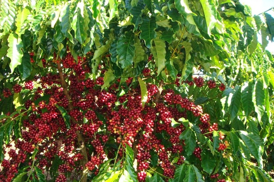 Giá cà phê liệu có thể tiến đến mốc 100.000 đồng/kg?