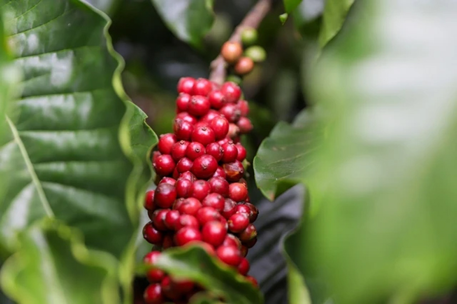 Giá cà phê liệu có thể tiến đến mốc 100.000 đồng/kg?