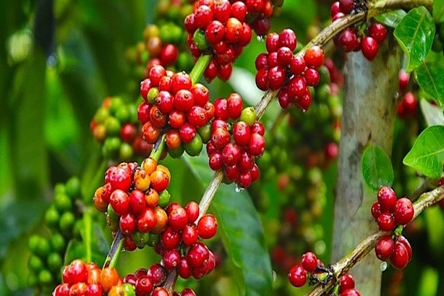 Giá cà phê hôm nay 12/5/2024