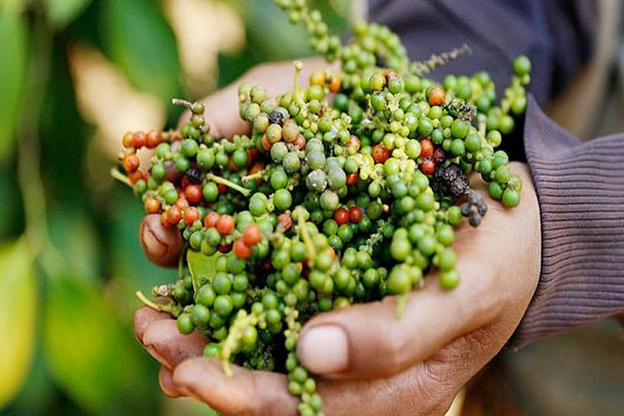 Giá tiêu hôm nay 12/5/2024