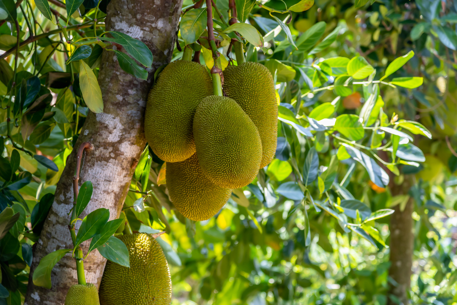 Giá mít thái hôm nay ngày 11/5/2024