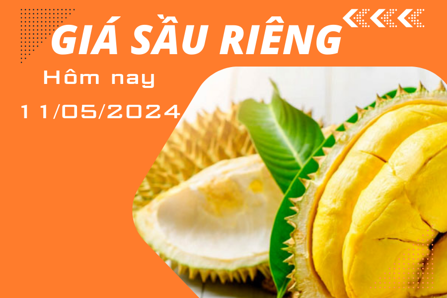 Giá sầu riêng hôm nay ngày 11/5/2024