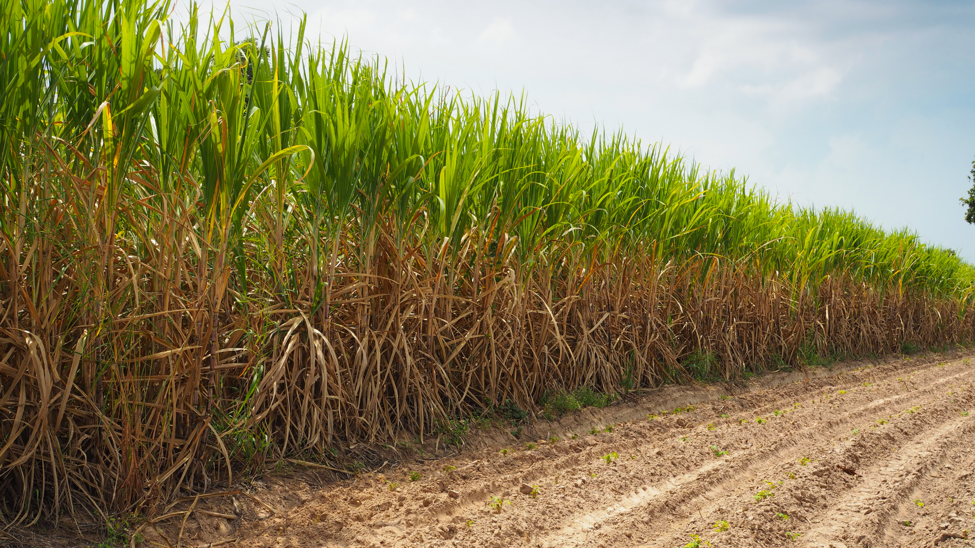 Top 10 Nông Sản Dẫn Đầu Thế Giới Về Sản Lượng