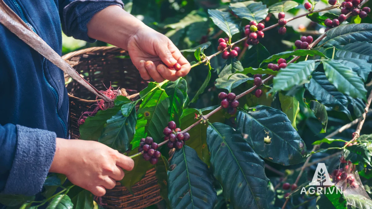 Cây cà phê Arabica
