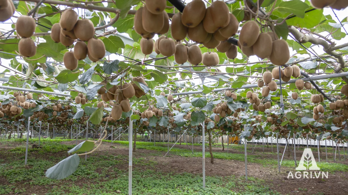 Cây kiwi