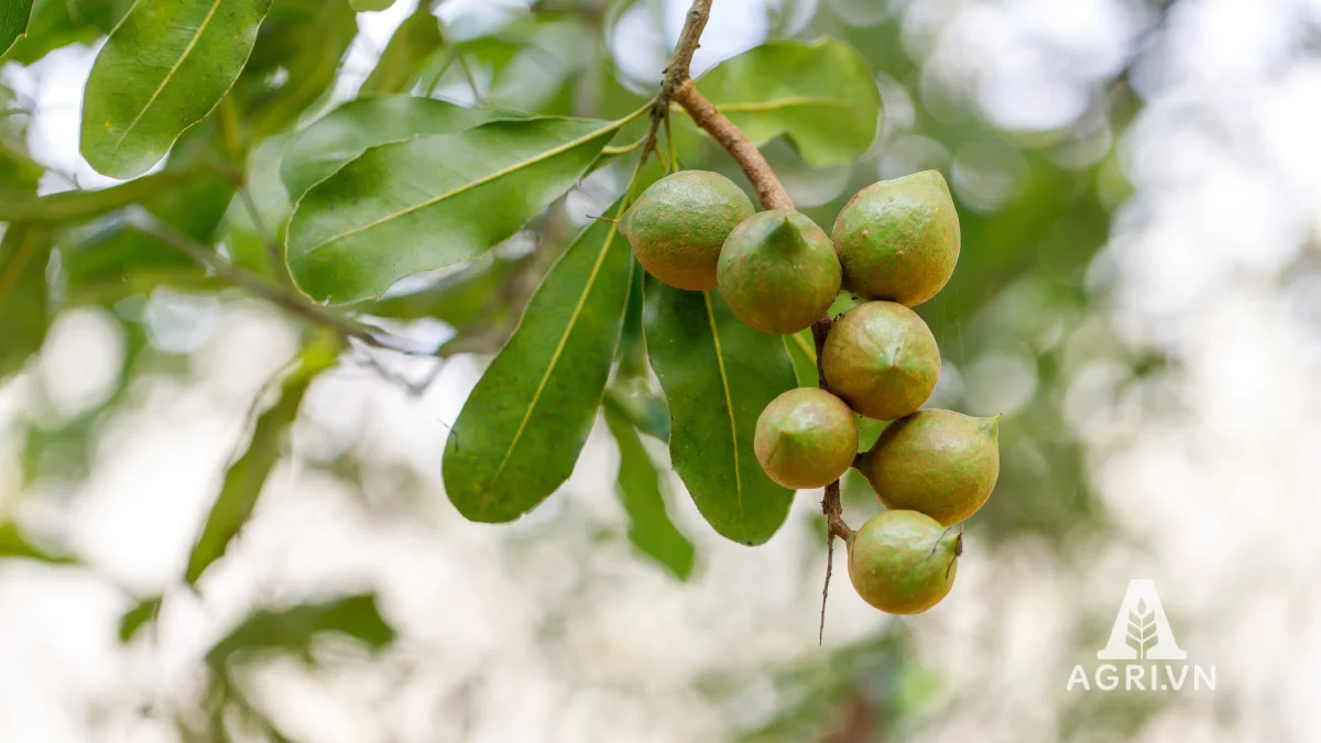 Cây mắc ca