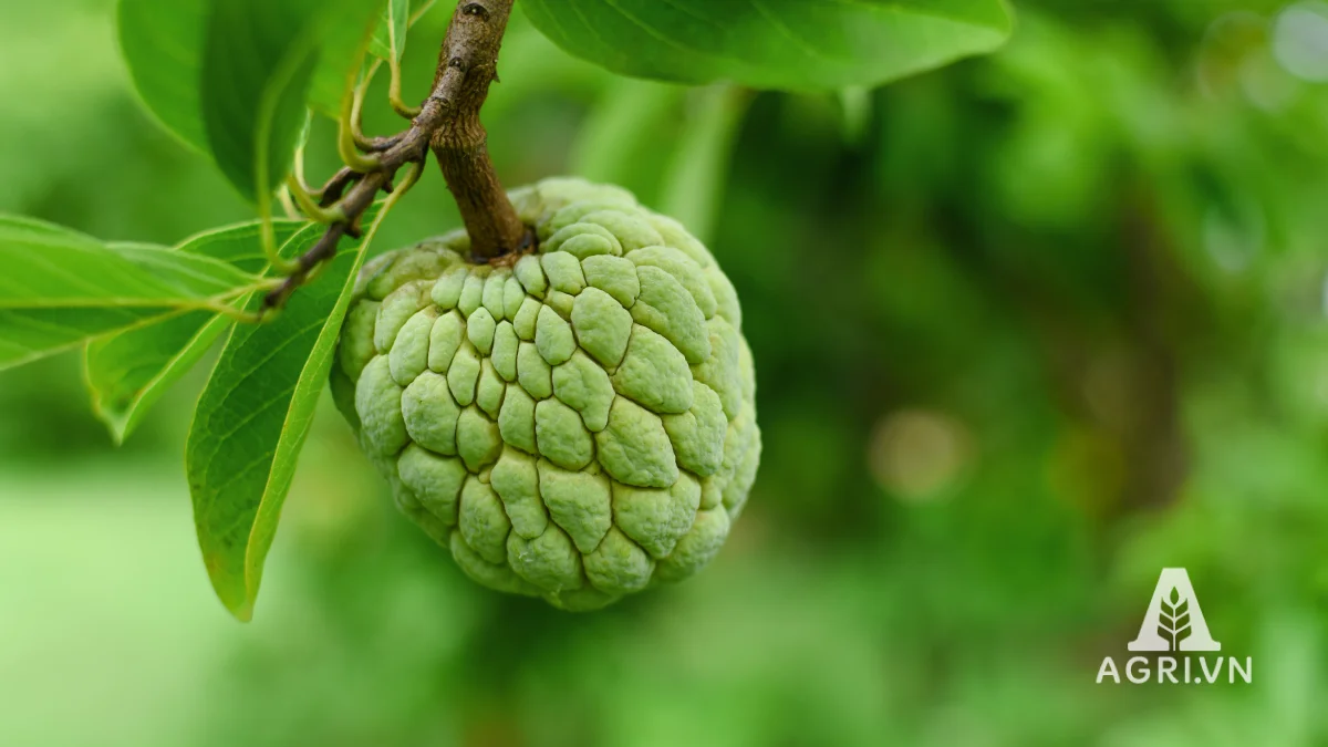 Cây mãng cầu (cây na)