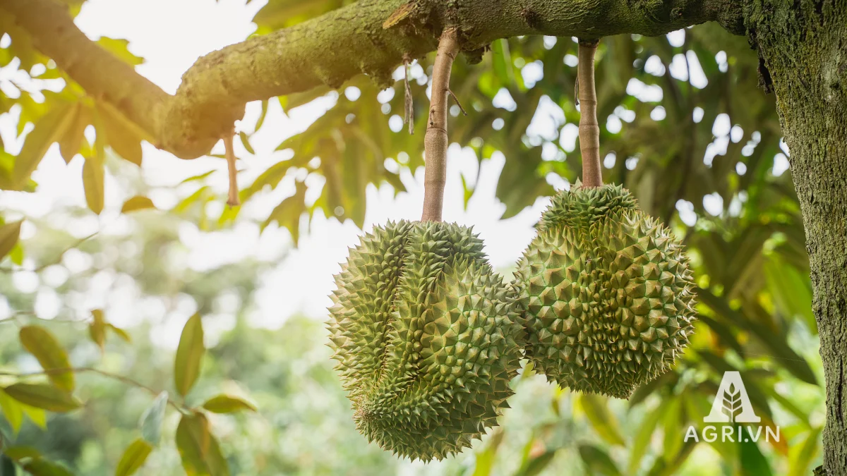 Cây sầu riêng