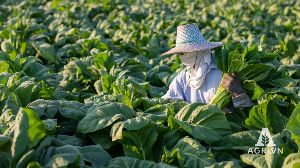 Cây thuốc lá