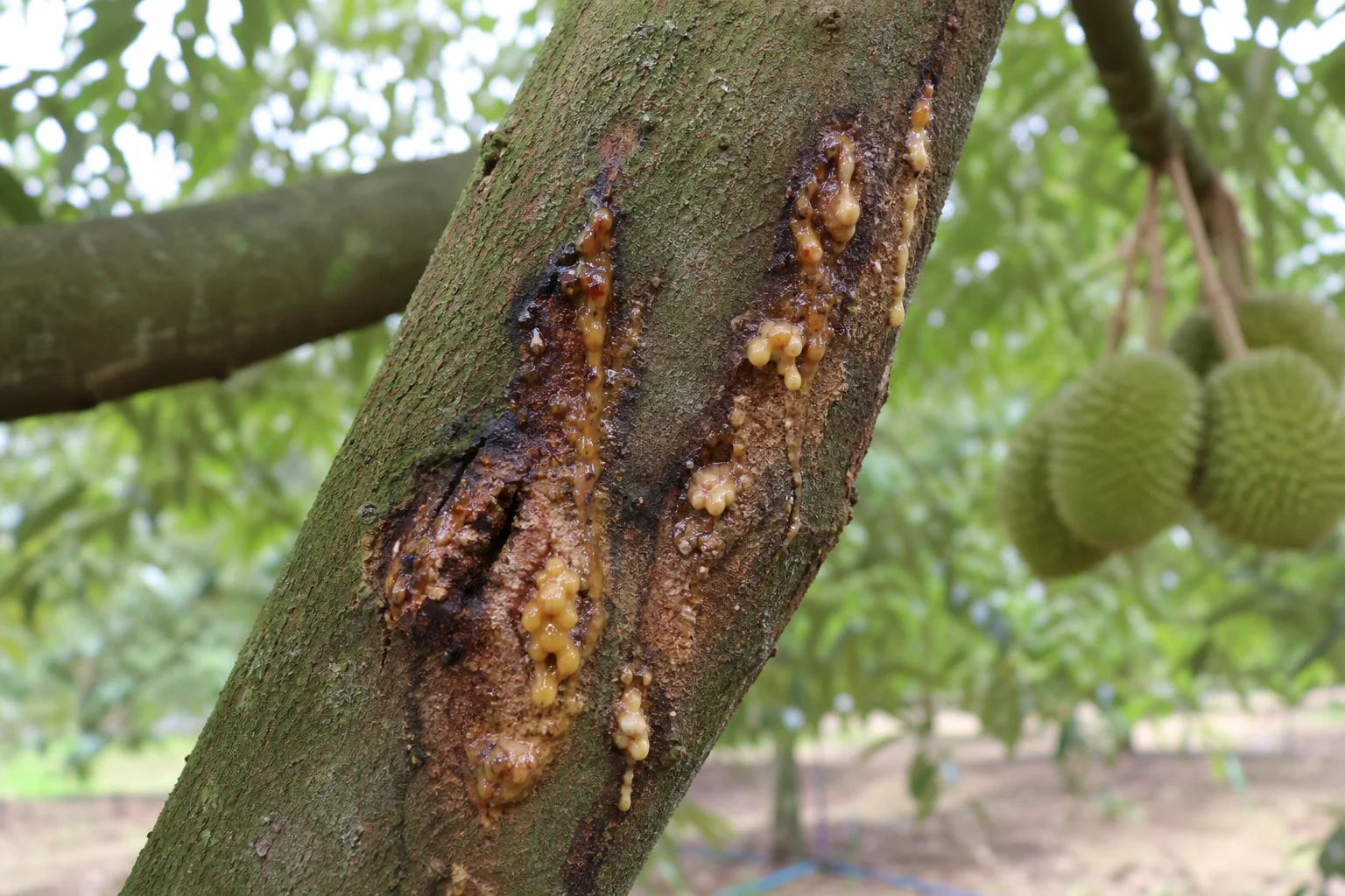 Bệnh xì mủ, thối rễ